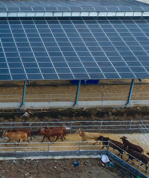 Agricultural and animal husbandry roof